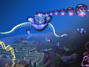 Ribosome illustration
