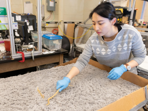 Studying snakes on granular surfaces