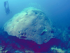 "Big Momma" Coral Before Disease. Credit: Dr. Dave Gilliam Nova Southeastern University
