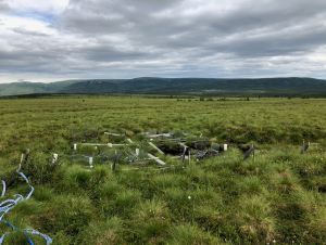 Tundra test plot