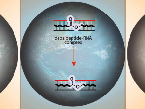 Schematic illustration of molecular cooperation between proto-peptides and RNA that could have fostered their co-evolution.