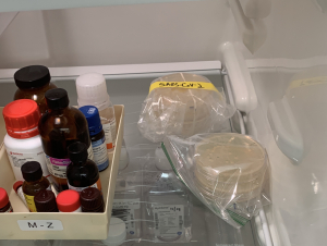 Samples of portions of the coronavirus (the petri dishes on the right) in a Georgia Tech lab refrigerator. (Photo Jennifer Leavey)