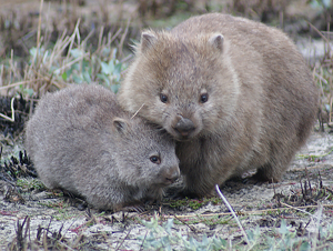 Wombats (Courtesy of Scott Carver)