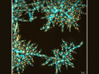 Macroscopic snowflake yeast with elongated cells fracture into modules, retaining the same underlying branched growth form of their microscopic ancestor.