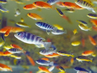 Researchers are studying Lake Malawi cichlids to explore connections between observed behavior and brain function.