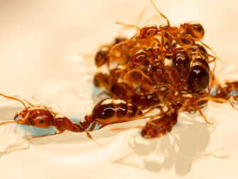 Ant raft closeup
