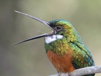 A rufous-tailed jacamar (Photo by Benjamin Freeman)