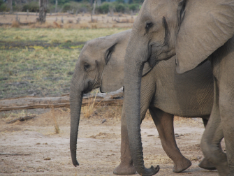 Profiles of two eastern African elephants walking side by side. (Photo: Jess Hunt-Ralston)