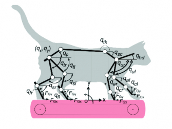 Schematic of a cat musculoskeletal model