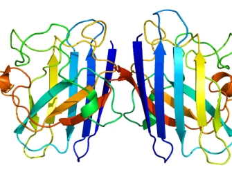 A look at the structure of the SOD1 protein. (Based on PyMOL.org rendering of PDB 1AZV.)