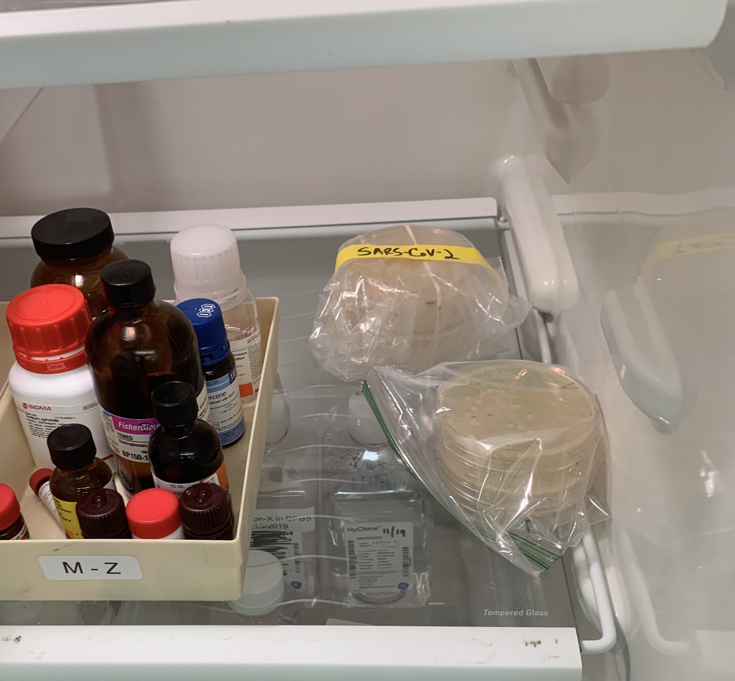 Samples of portions of the coronavirus (the petri dishes on the right) in a Georgia Tech lab refrigerator. (Photo Jennifer Leavey)
