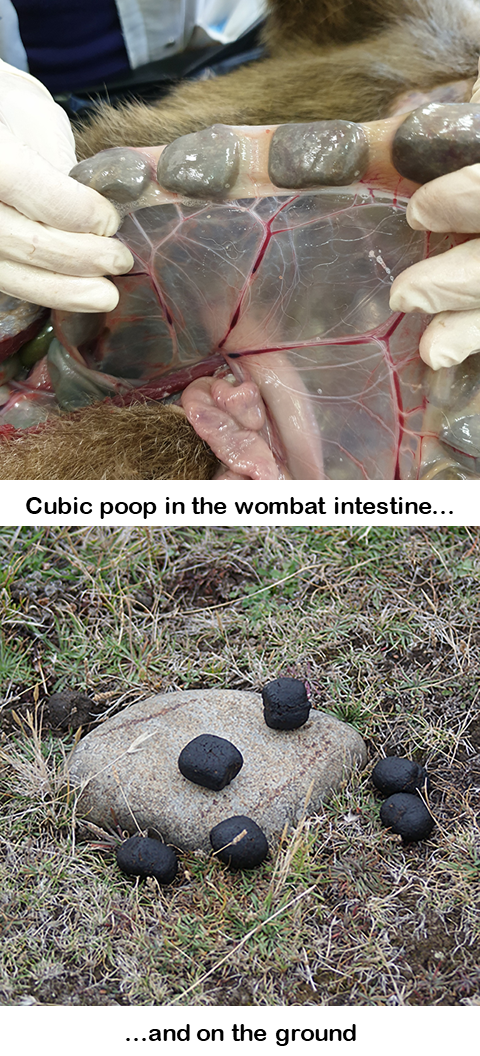 Wombats' cubic poop (Courtesy of Scott Carver) 